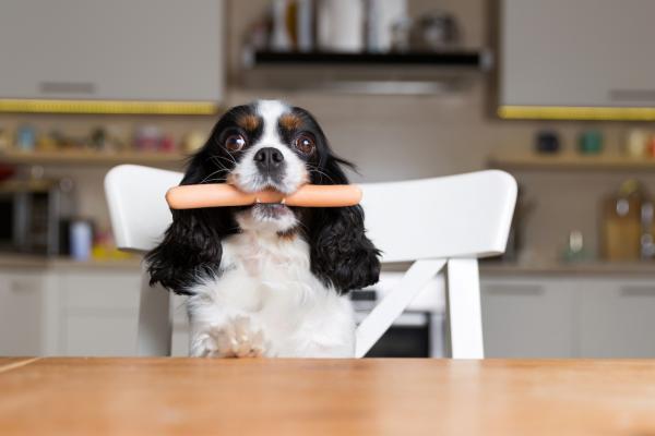 Dog eating a sausage 