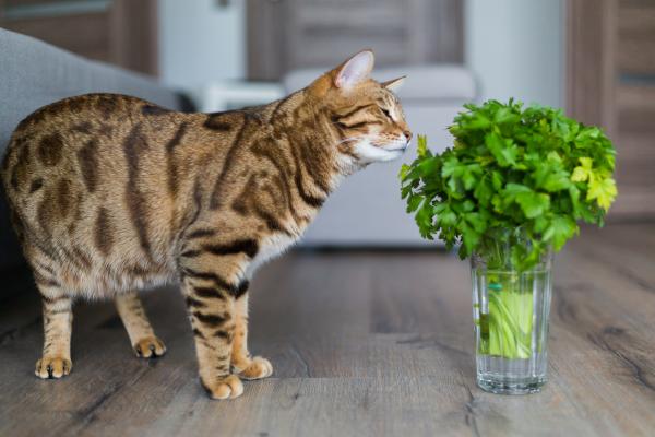 Cat sniffing parsley 