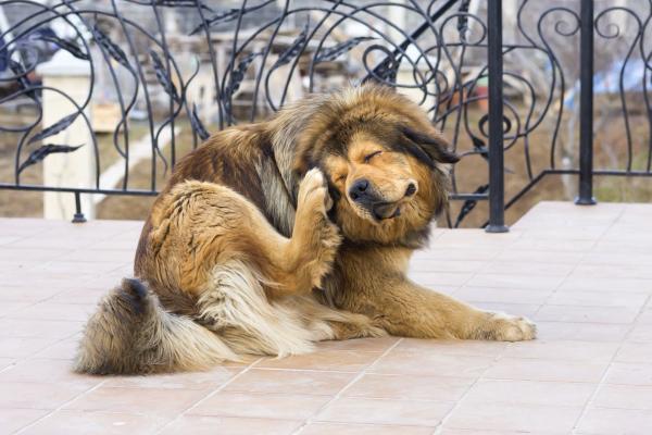 Tibetan Mastiff itching 