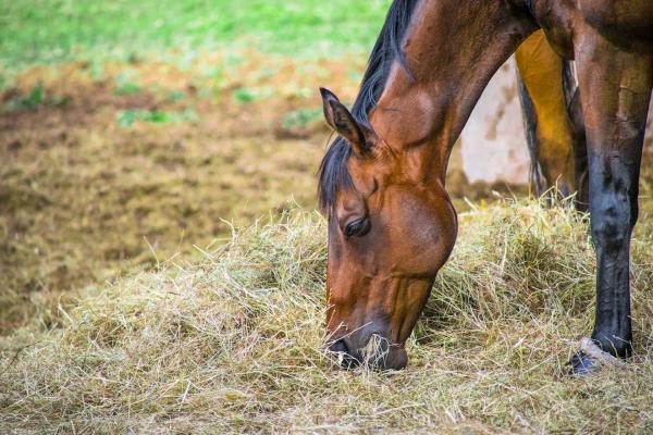 Horse grazing on hay