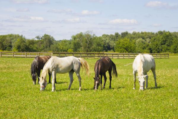 Horses grazing in a field 