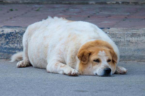 Overweight Labrador 