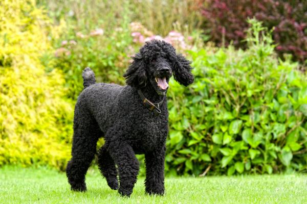 Black Poodle in a garden 