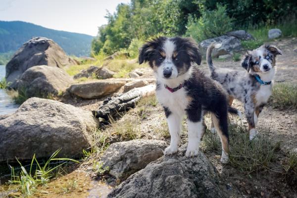 Dogs on rocks