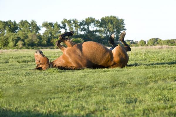 Horse rolling on its back on the grass