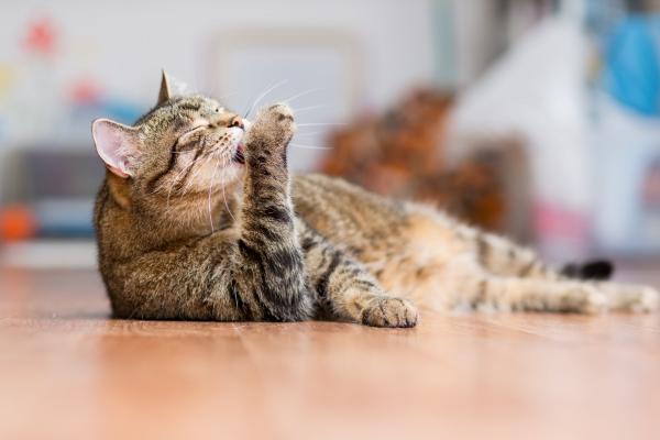 Cat Grooming 