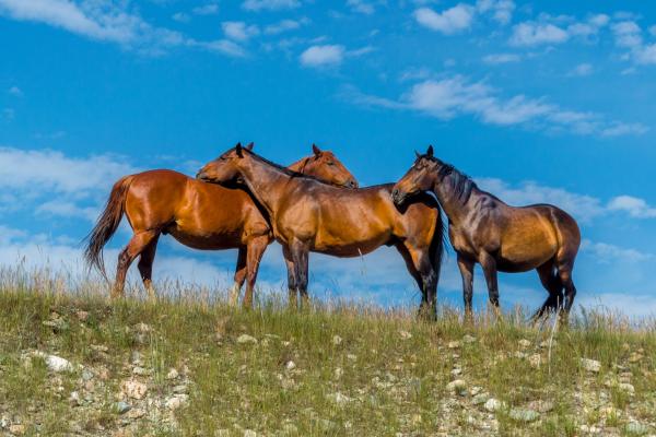  Three horses in a field 