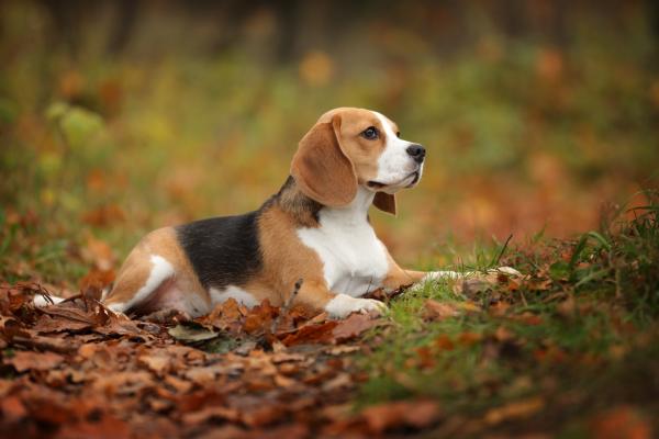 Beagle Sitting in Autumn leaves