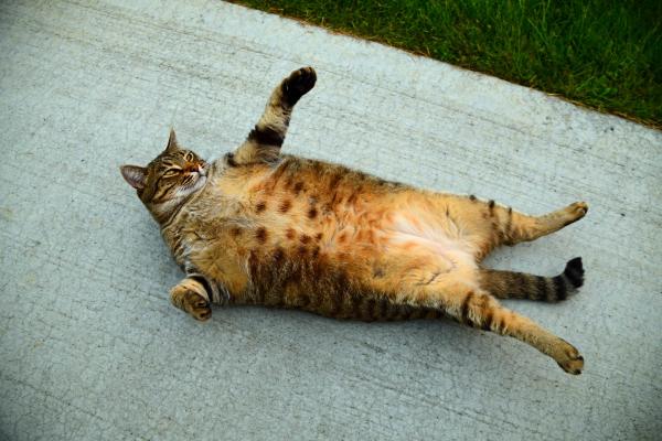 Obese cat lying down 