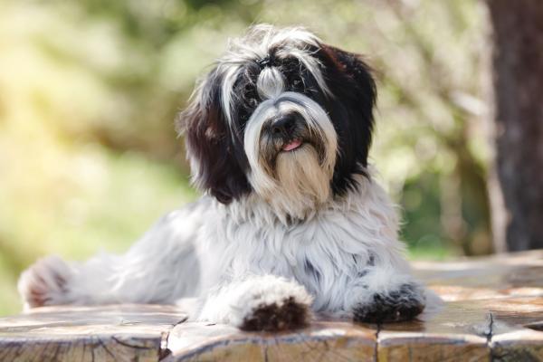 A picture of a Tibetan Terrier laying in the sunshine