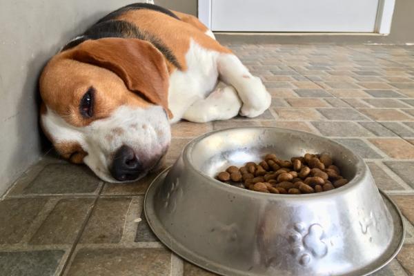 Beagle with bloat 