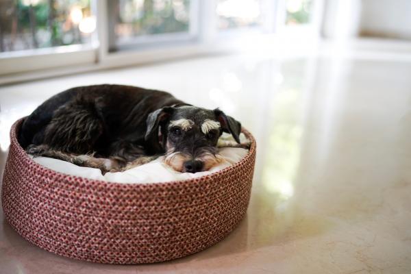 Lungworm in dogs
