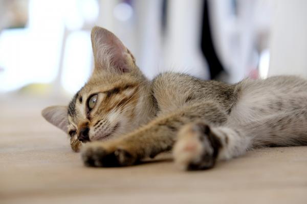 Cat lying down 