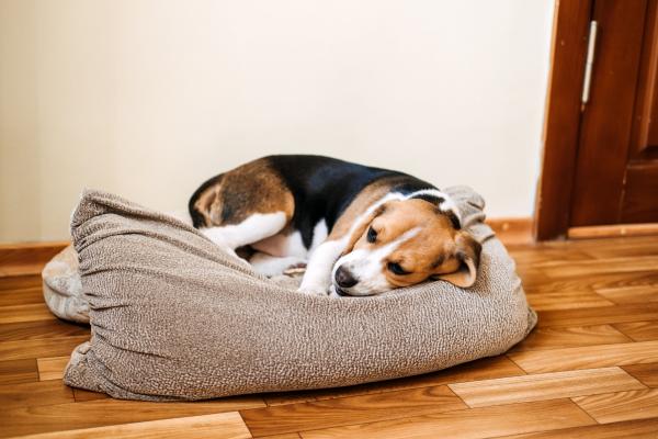 Dog in bed