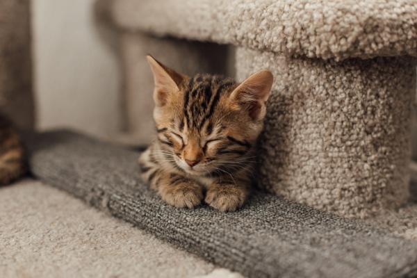 Tabby kitten sleeping. 