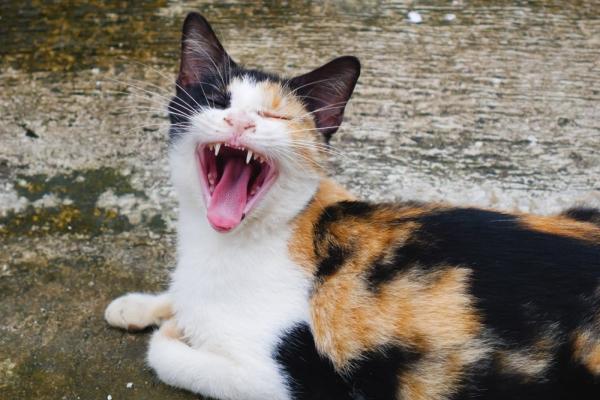 Tortoiseshell cat yawning. 