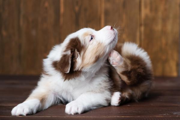 Fluffy puppy scratching himself. 