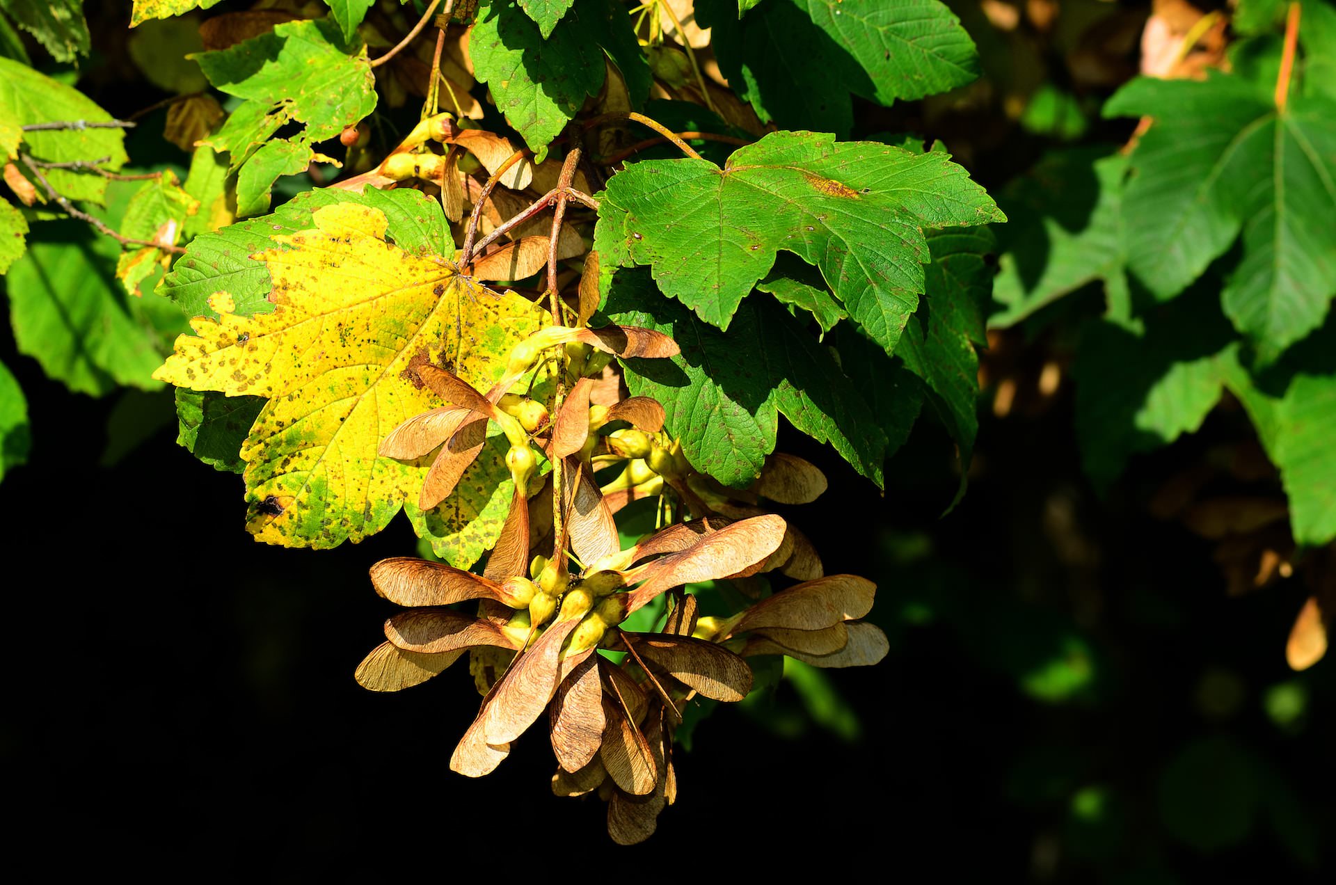 Picture of leaves